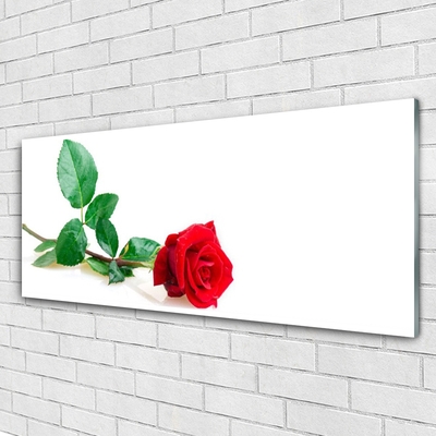 Obraz Szklany Róża Kwiat Roślina Natura