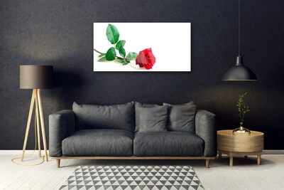 Obraz Szklany Róża Kwiat Roślina Natura
