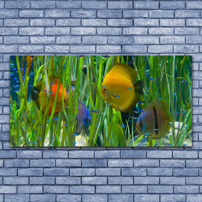 Obraz Szklany Ryba Wodorosty Przyroda
