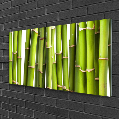 Obraz Szklany Bambus Roślina Przyroda