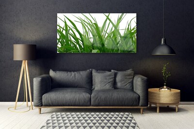 Obraz Szklany Trawa Roślina Natura