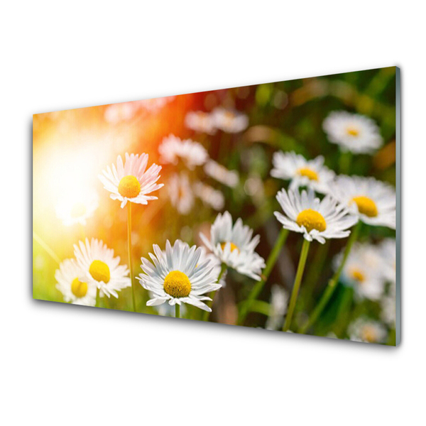 Obraz Szklany Stokrotki Kwiaty Promienie