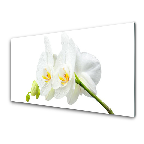 Obraz Szklany Płatki Kwiat Biały Storczyk
