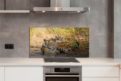 Panel szklany do Kuchni Królewska Para Tygrysów