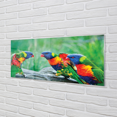 Panel Szklany Kolorowe papugi drzewo