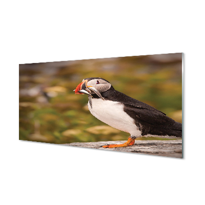 Panel Kuchenny Szklany Portret Barwnej Papugi