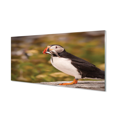 Panel Kuchenny Szklany Portret Barwnej Papugi