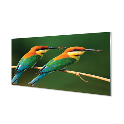 Panel Szklany Kolorowe papugi na gałęzi
