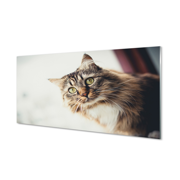 Panel Szklany Majestatyczny Maine Coon