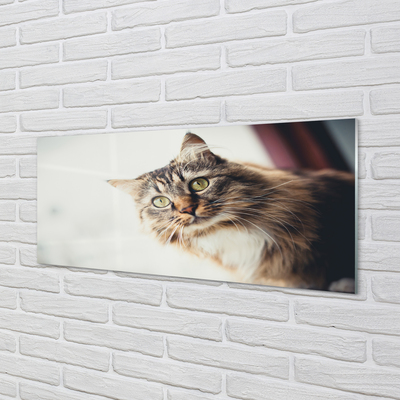 Panel Szklany Majestatyczny Maine Coon