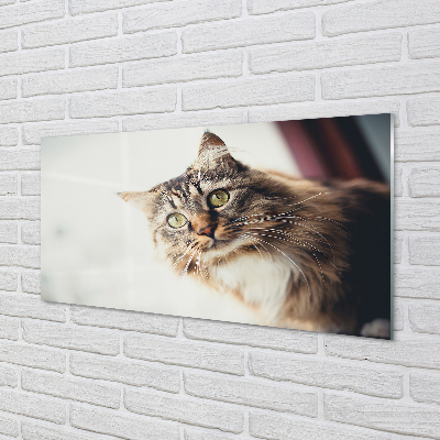 Panel Szklany Majestatyczny Maine Coon