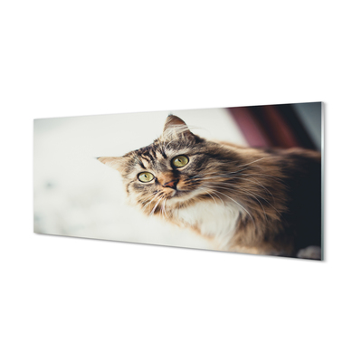 Panel Szklany Majestatyczny Maine Coon