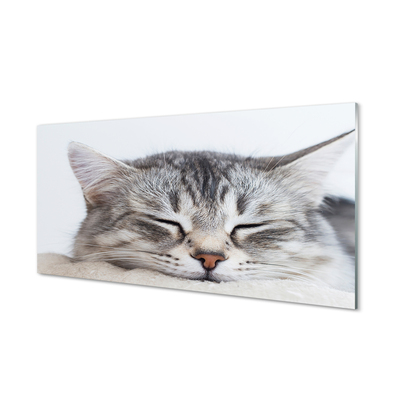 Panel Szklany Śpiący kot
