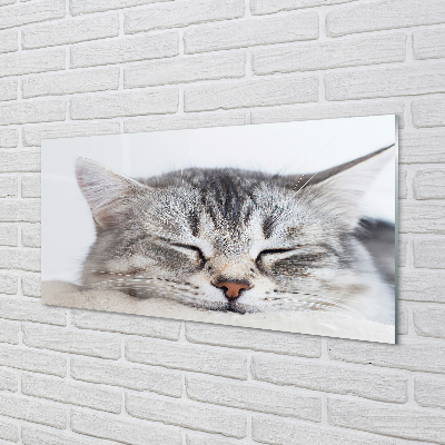 Panel Szklany Śpiący kot