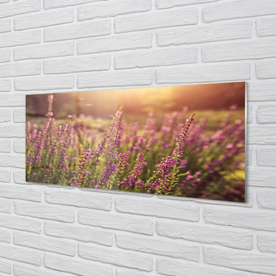 Szkło do Kuchni na Ścianę Rozległe Pole Wrzosów