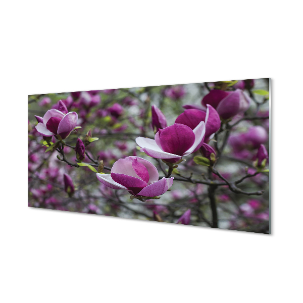 Szklany Panel Fioletowa magnolia
