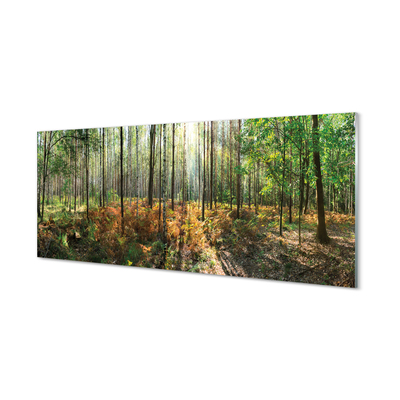 Panel szklany do Kuchni Klasyczny Las Brzozowy