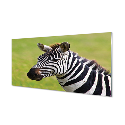 Szklany Panel Zebra w Naturalnym Środowisku