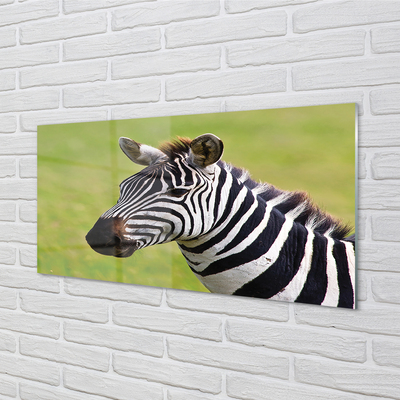 Szklany Panel Zebra w Naturalnym Środowisku