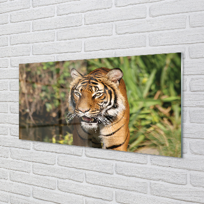 Panel szklany do Kuchni Tygrys na Leśnej Ścieżce