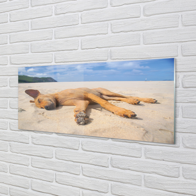 Szklany Panel Leżący pies plaża