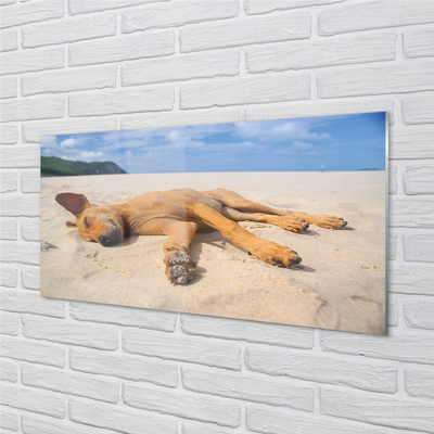 Szklany Panel Leżący pies plaża