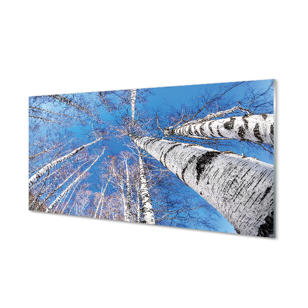 Szklany Panel Brzozowe Korony i Błękit Nieba