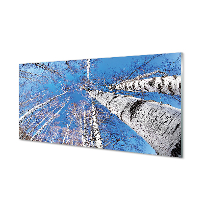 Szklany Panel Brzozowe Korony i Błękit Nieba