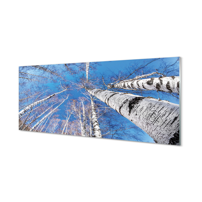 Szklany Panel Brzozowe Korony i Błękit Nieba