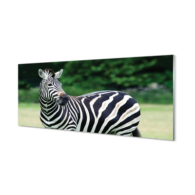 Szklany Panel Zebra pole