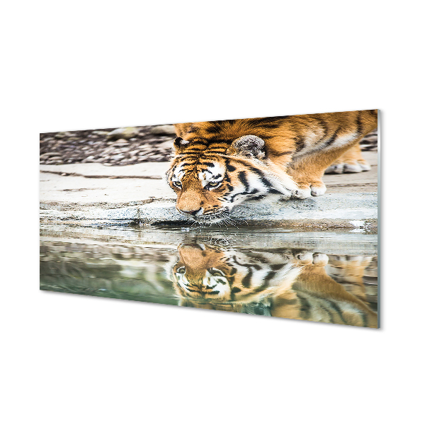 Szklany Panel Pijący tygrys