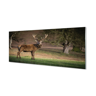 Panel nad Blat Kuchenny Spokój Jelenia na Polanie