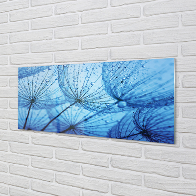 Panel szklany do Kuchni Puszyste Dmuchawce z Rosą