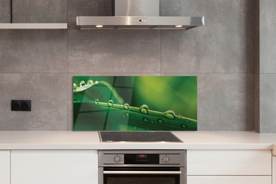 Panel szklany do Kuchni Źdźbło Trawy z Kroplą Rosy