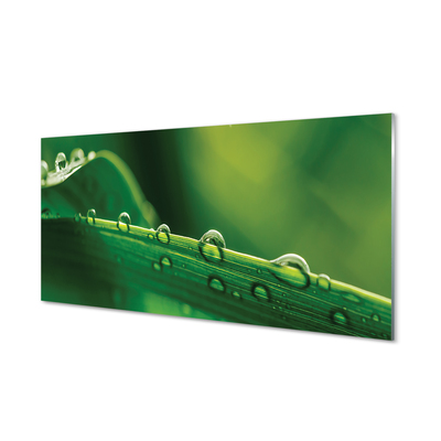 Panel szklany do Kuchni Źdźbło Trawy z Kroplą Rosy