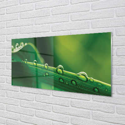 Panel szklany do Kuchni Źdźbło Trawy z Kroplą Rosy