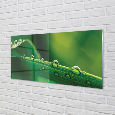 Panel szklany do Kuchni Źdźbło Trawy z Kroplą Rosy