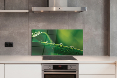 Panel szklany do Kuchni Źdźbło Trawy z Kroplą Rosy