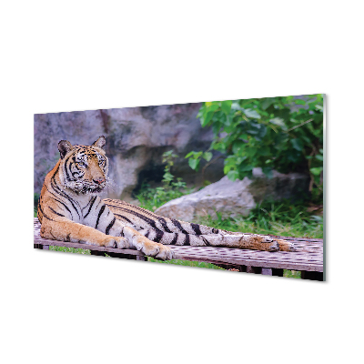 Szklany Panel Tygrys w zoo