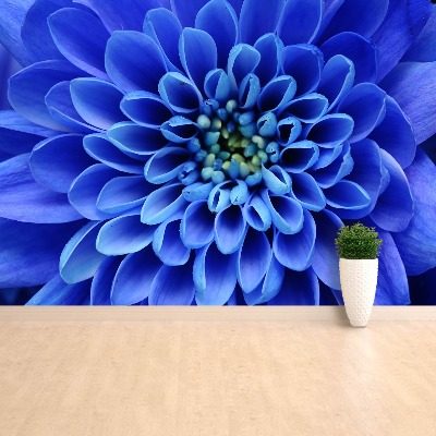 Fototapeta Kwiat Niebieski