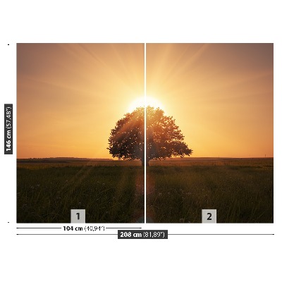 Fototapeta Drzewo wschód słońca