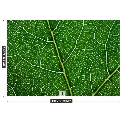 Fototapeta Zielony liść