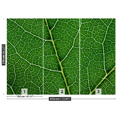 Fototapeta Zielony liść