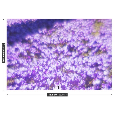 Fototapeta Fioletowe kwiaty