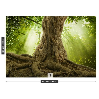Fototapeta Duże korzenie drzewa