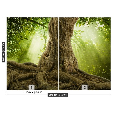 Fototapeta Duże korzenie drzewa