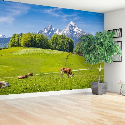 Fototapeta Alpy Krowy