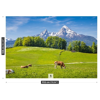 Fototapeta Alpy Krowy