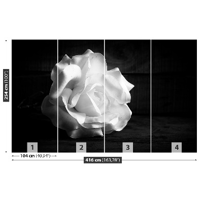 Fototapeta Biała Róża