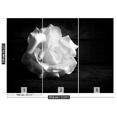 Fototapeta Biała Róża